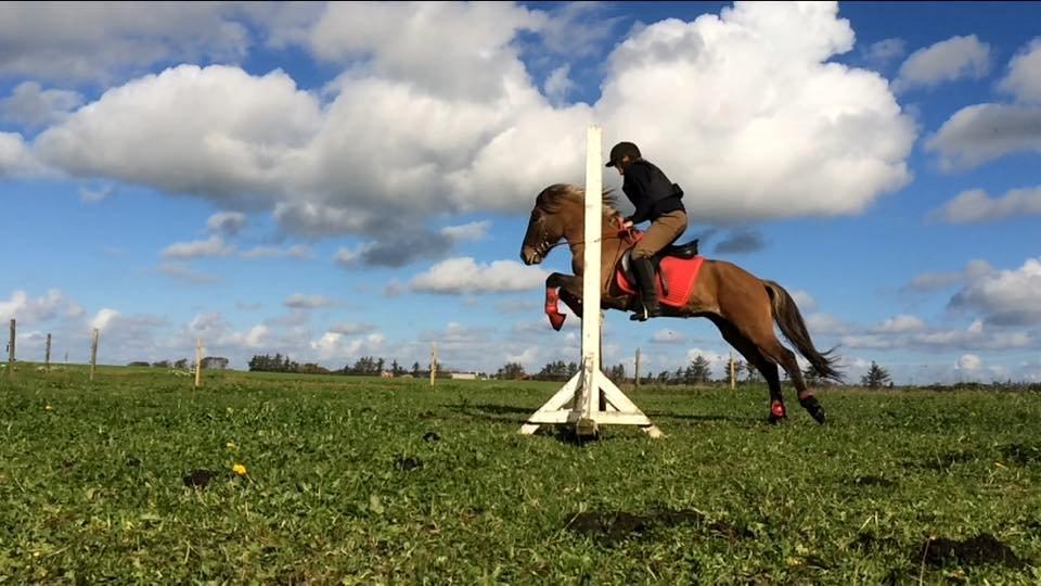 Islænder Magnus billede 10