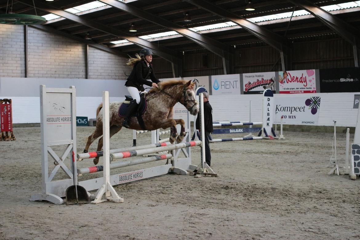 Anden særlig race Jolly Jumper billede 11