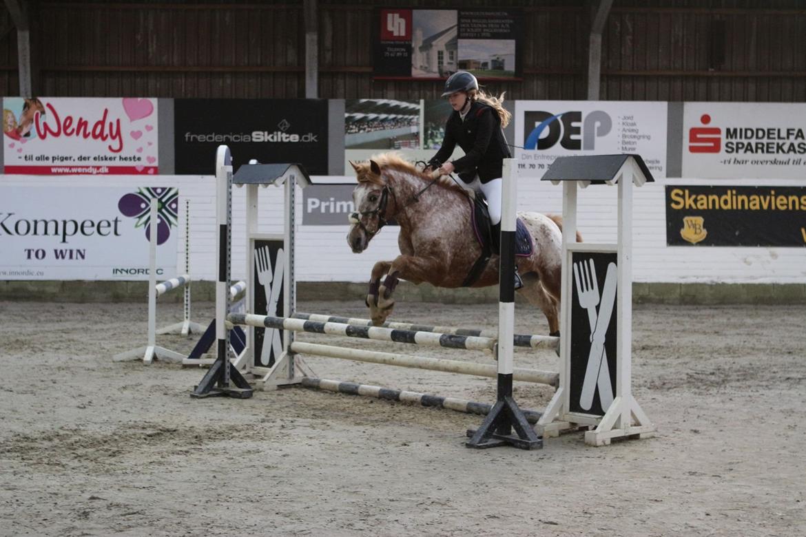 Anden særlig race Jolly Jumper billede 14