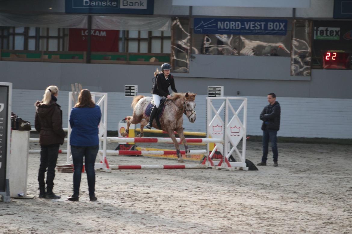 Anden særlig race Jolly Jumper billede 15