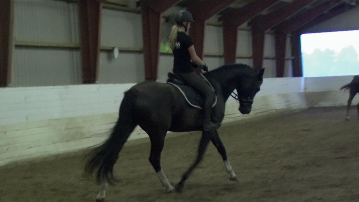 Dansk Varmblod Hair's Balouca - Påbegyndt schenkelvigning (3 år) billede 17