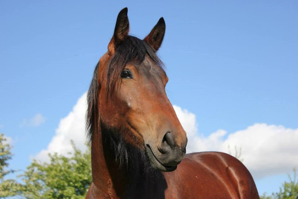 Barockpferd Silas billede 9