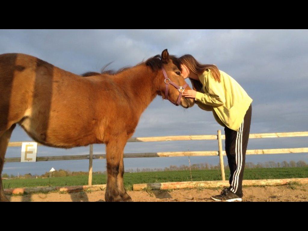 Anden særlig race Karoline - et kys til den dejligste lille pony billede 14