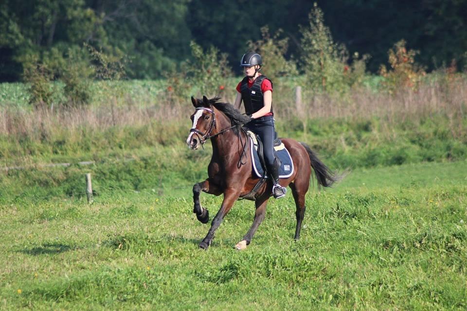 Anden særlig race Maddie billede 32