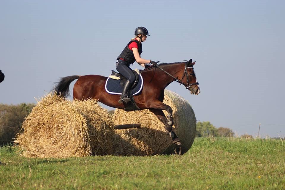 Anden særlig race Maddie billede 6