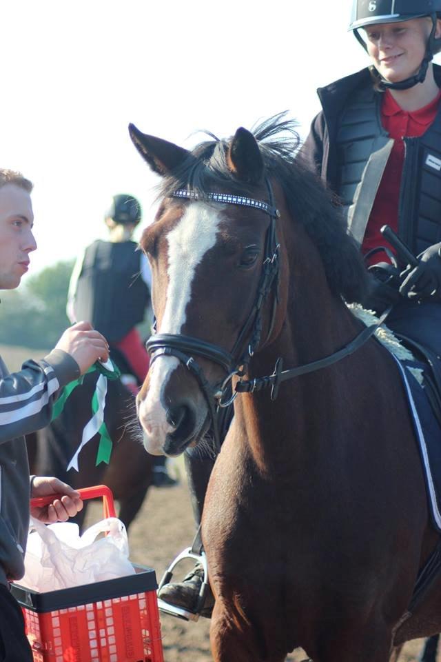 Anden særlig race Maddie billede 12