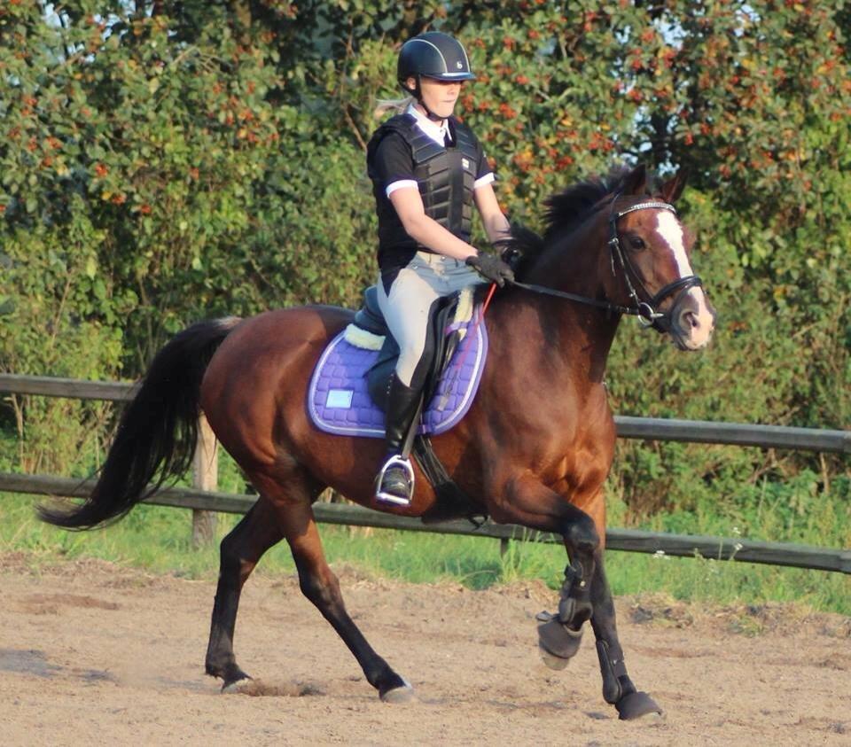 Anden særlig race Maddie billede 19