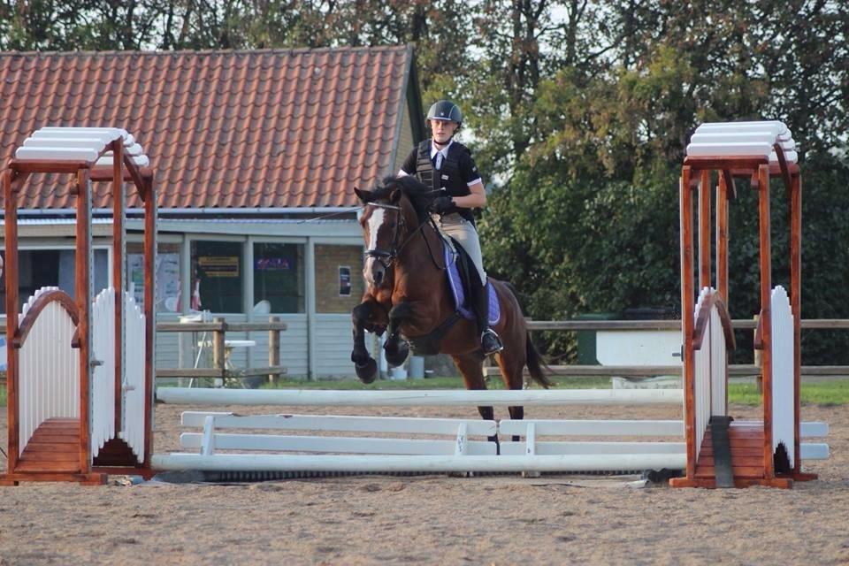 Anden særlig race Maddie billede 16