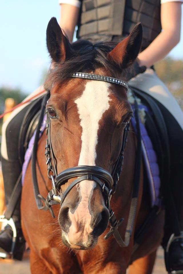 Anden særlig race Maddie billede 1