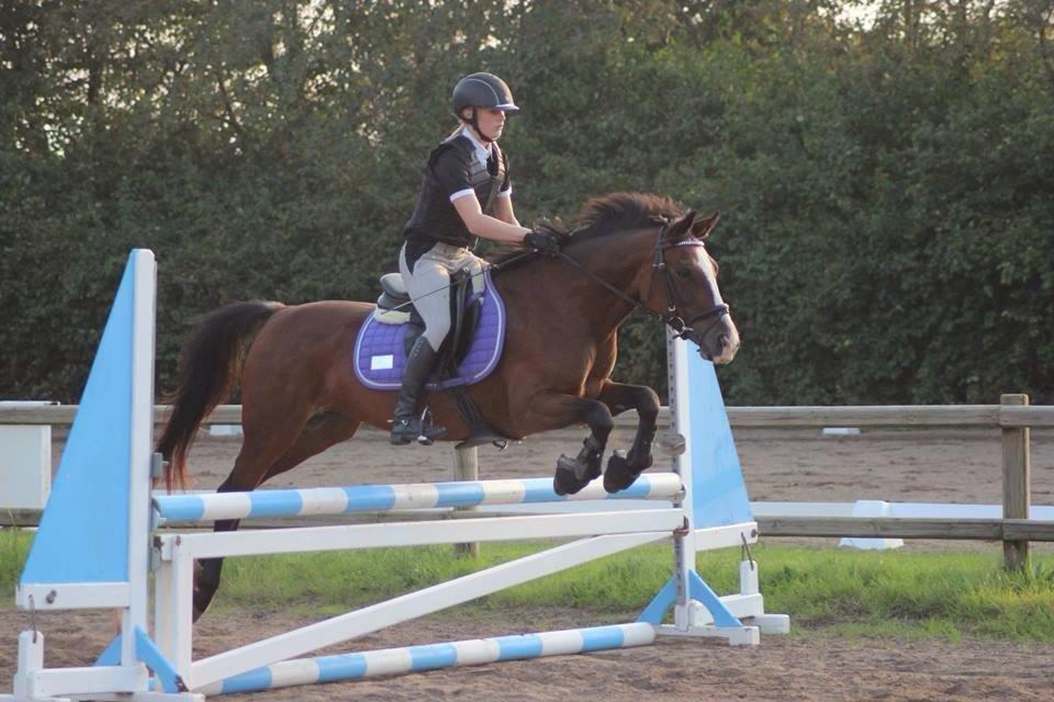 Anden særlig race Maddie billede 33