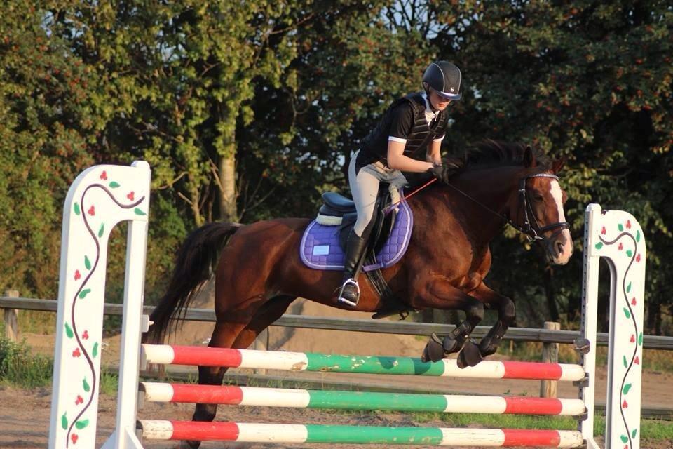 Anden særlig race Maddie billede 11