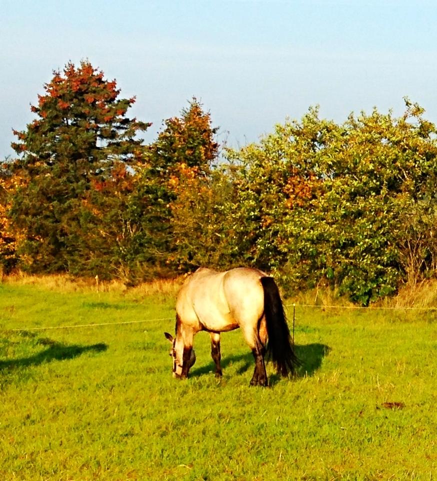 Connemara RHINSTRØM'S KISSING KIAMA - Kiama på fold <3 billede 3
