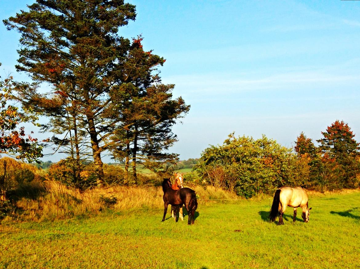 Connemara RHINSTRØM'S KISSING KIAMA - på fold med Kæresten og bitte fissen  billede 4