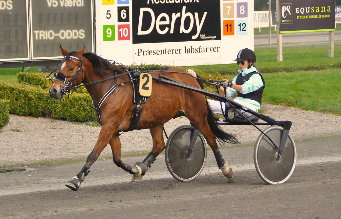 Tysk Sportspony Miré - Ny rekord og sejr til Miré og jeg, det er crazy! billede 5