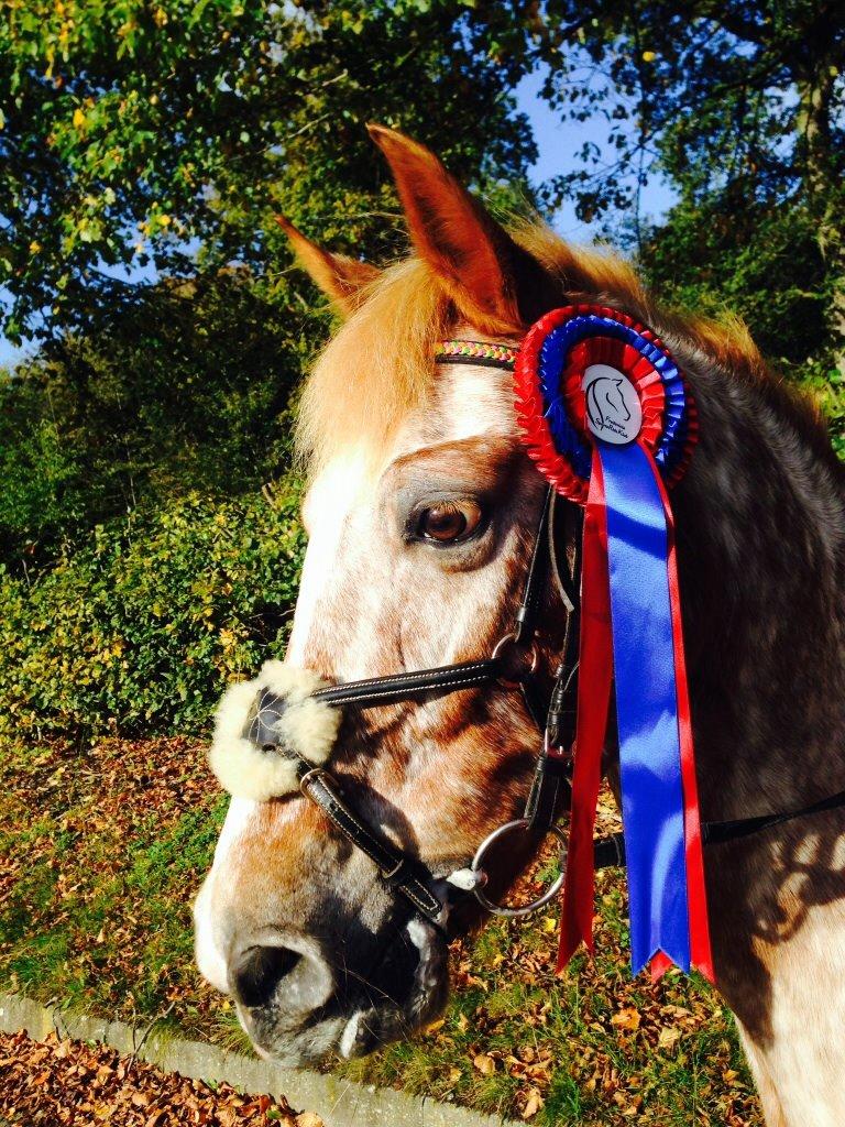 Anden særlig race Jolly Jumper billede 16