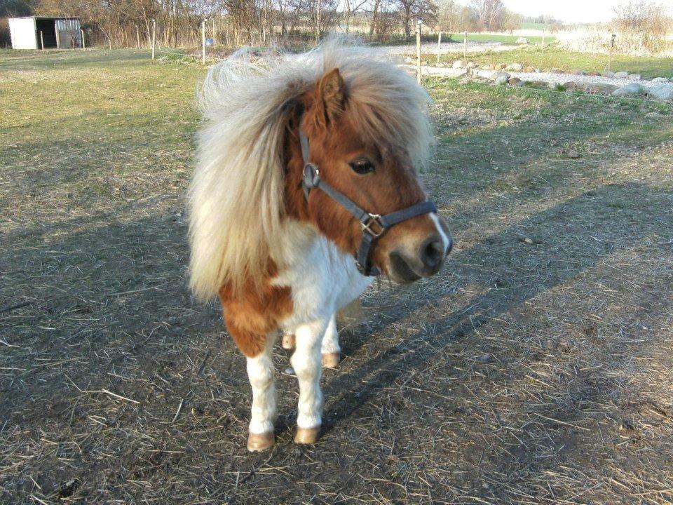 Miniature Østervangs Alfrida M billede 3