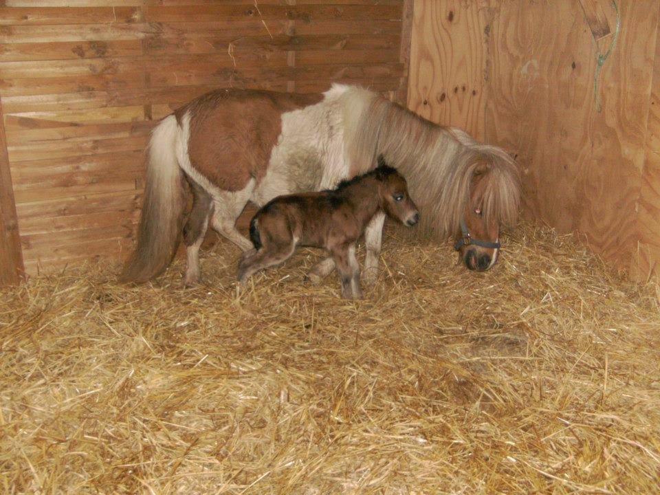 Miniature Østervangs Alfrida M - Mumidalens Malaco billede 6