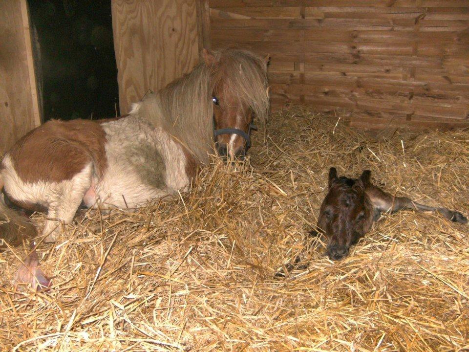 Miniature Østervangs Alfrida M - Mumidalens Malaco billede 5