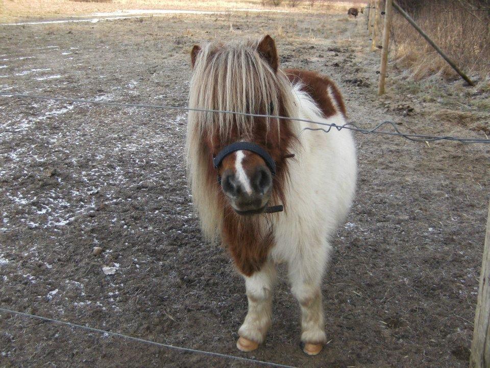 Miniature Østervangs Alfrida M billede 1