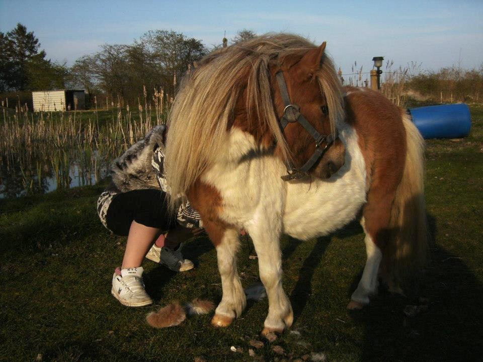 Miniature Østervangs Alfrida M billede 4
