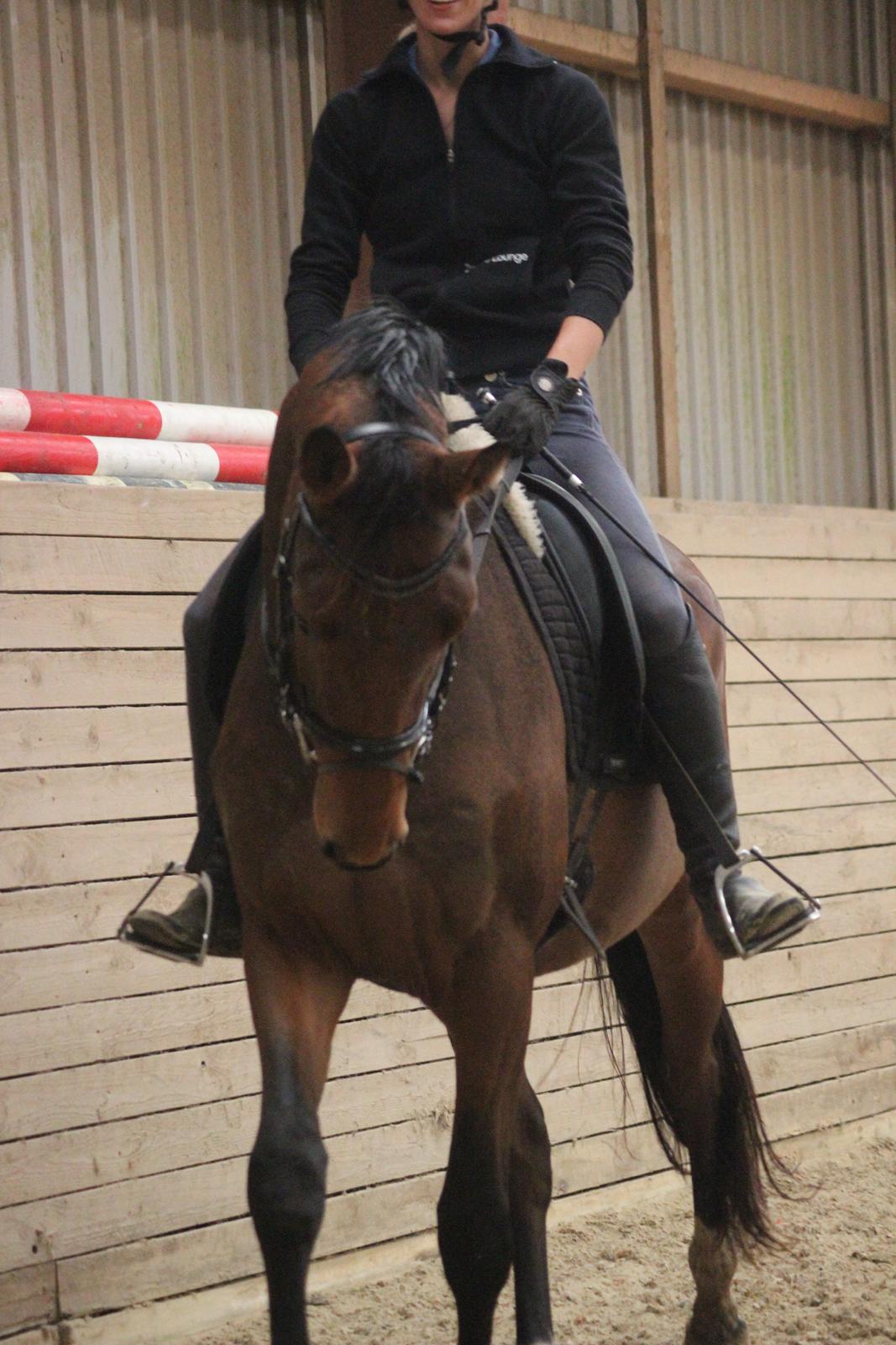 Dansk Varmblod Hedelunds Fiola - Fiola 7/10 -14 8 gang med rytter efter en lille måneds træning. Fotograf Malene Petersen billede 5