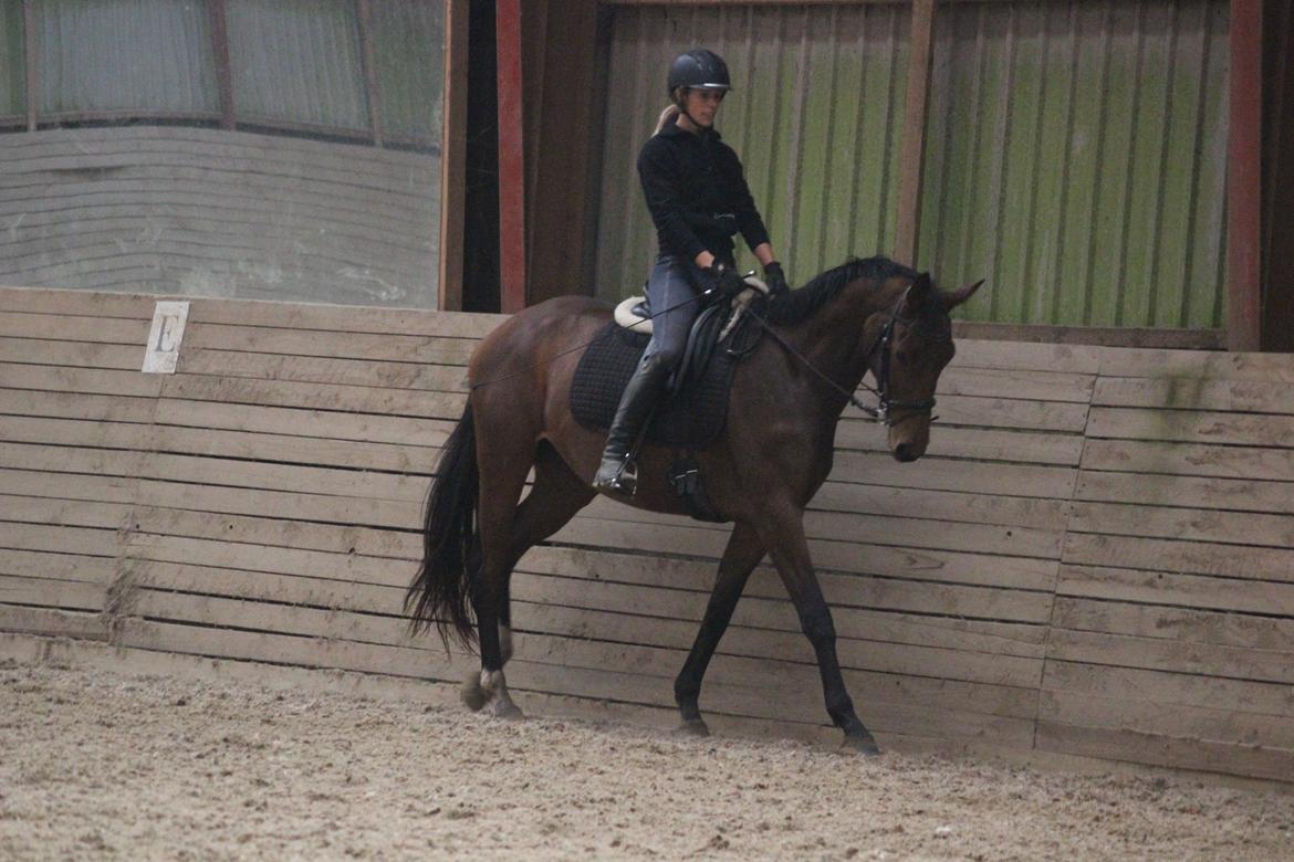 Dansk Varmblod Hedelunds Fiola - Fiola 7/10 -14 8 gang med rytter efter en lille måneds træning. Fotograf Malene Petersen billede 6