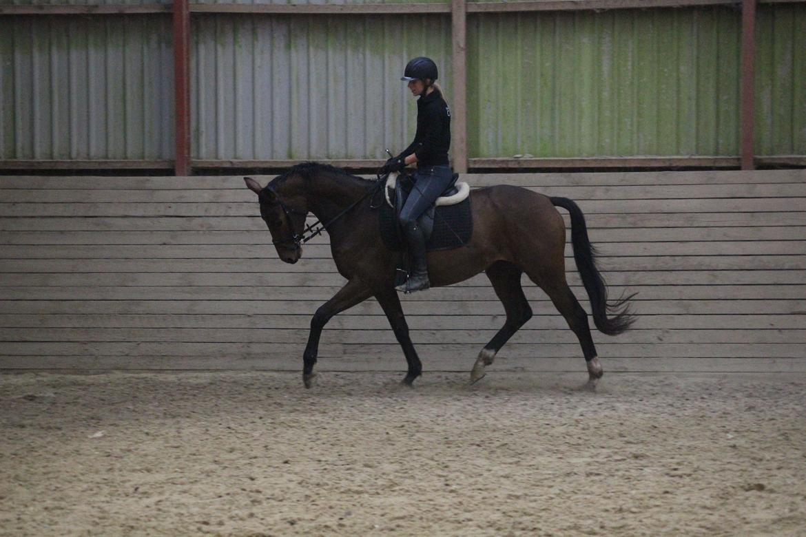 Dansk Varmblod Hedelunds Fiola - Fiola 7/10 -14 8 gang med rytter efter en lille måneds træning. Fotograf Malene Petersen billede 9