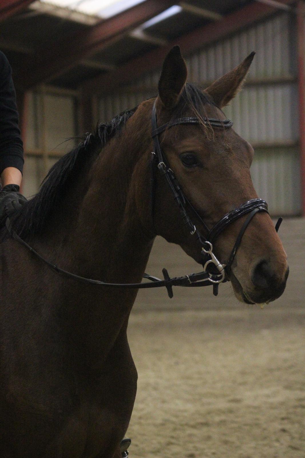 Dansk Varmblod Hedelunds Fiola - Fiola 7/10 -14 8 gang med rytter efter en lille måneds træning. Fotograf Malene Petersen billede 1