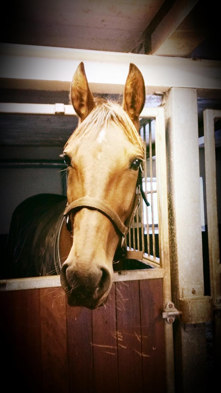 Traver Ofelia tandal billede 8