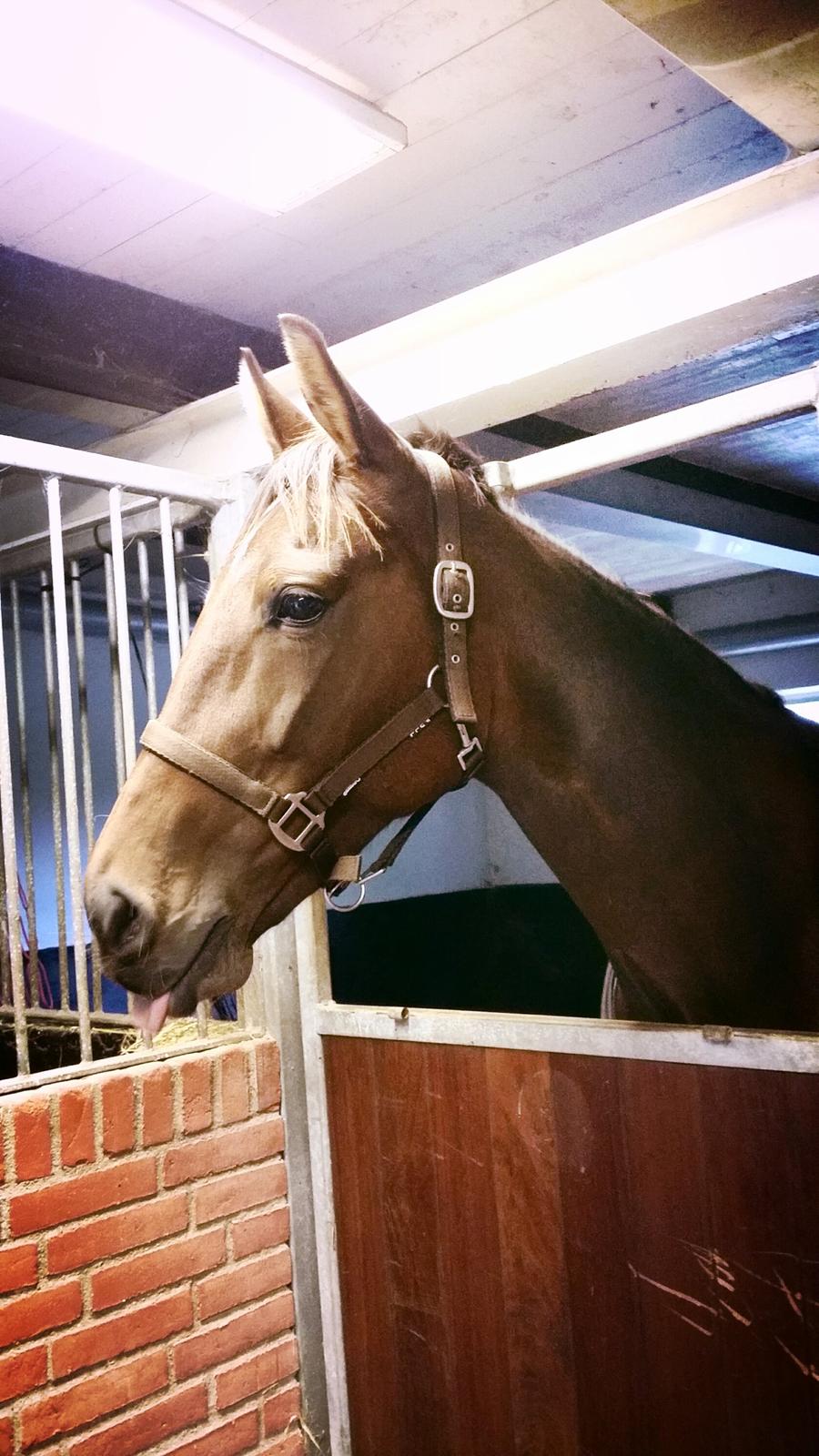 Traver Ofelia tandal billede 9