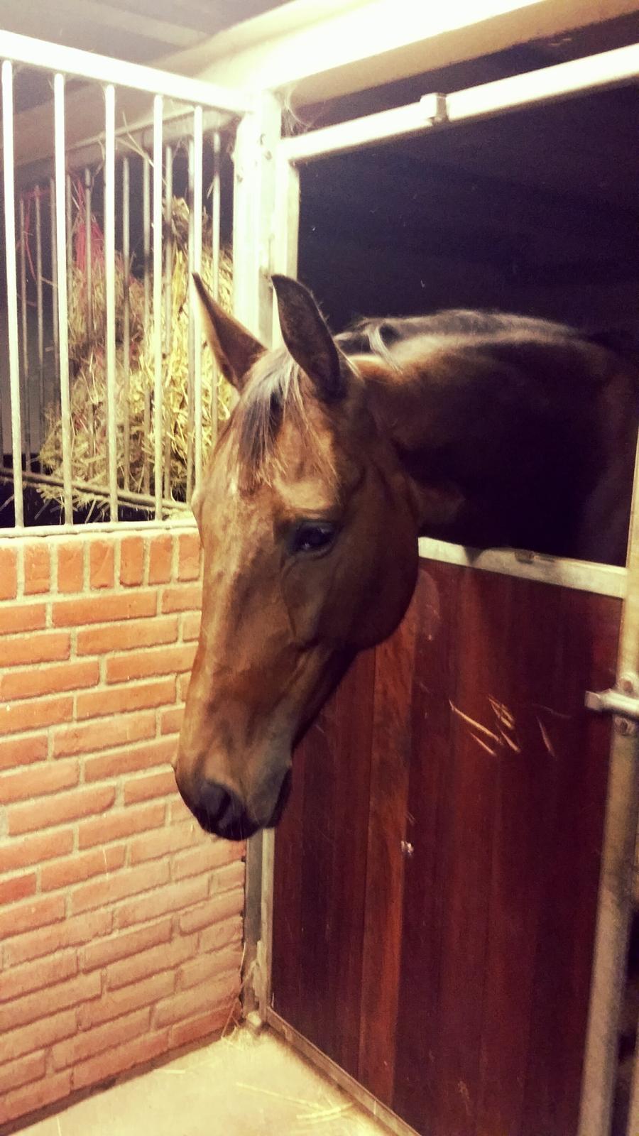 Traver Ofelia tandal billede 10