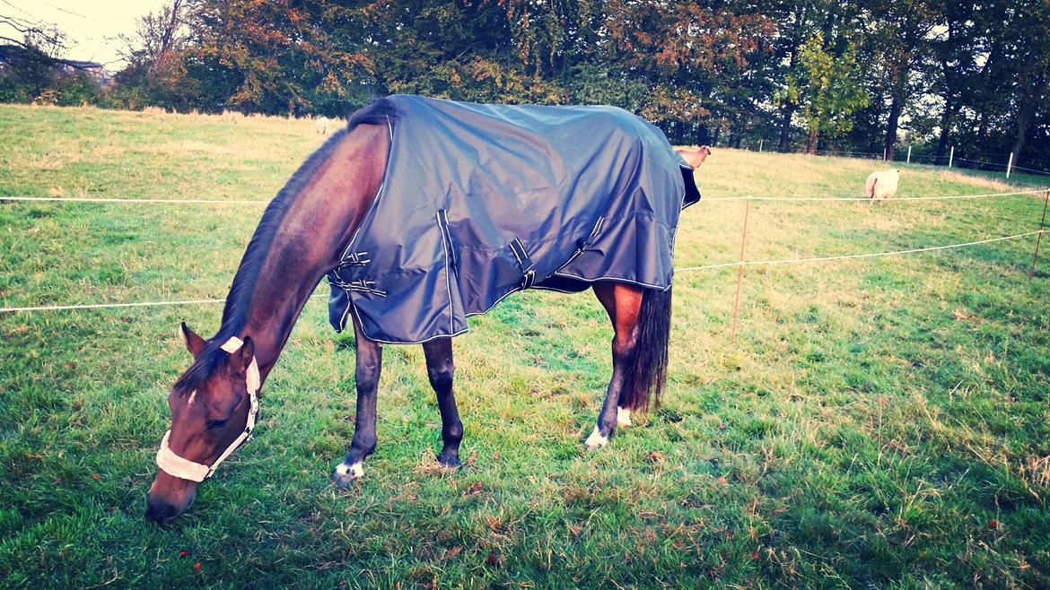 Traver Ofelia tandal billede 11