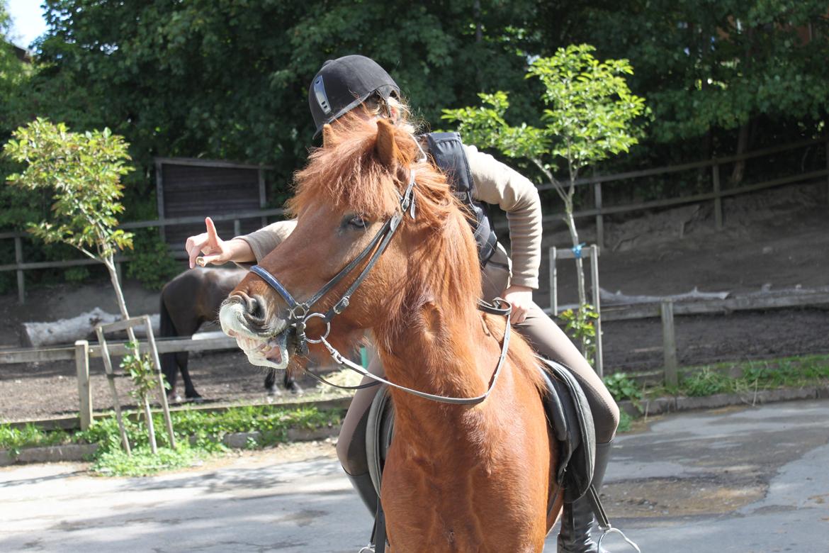 Islænder Kiljan fra Vindbyholt billede 11