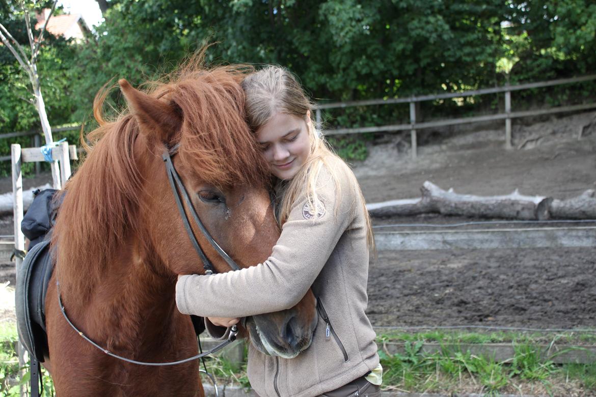 Islænder Kiljan fra Vindbyholt billede 14