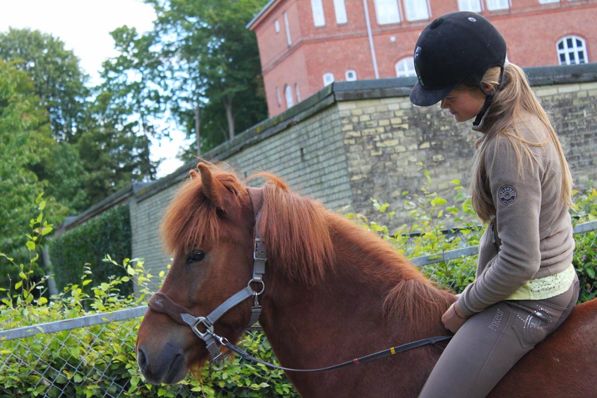 Islænder Kiljan fra Vindbyholt billede 12