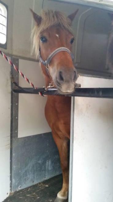 Islænder Saga fra Bundgaarden billede 2