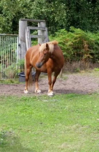 Islænder Saga fra Bundgaarden billede 1