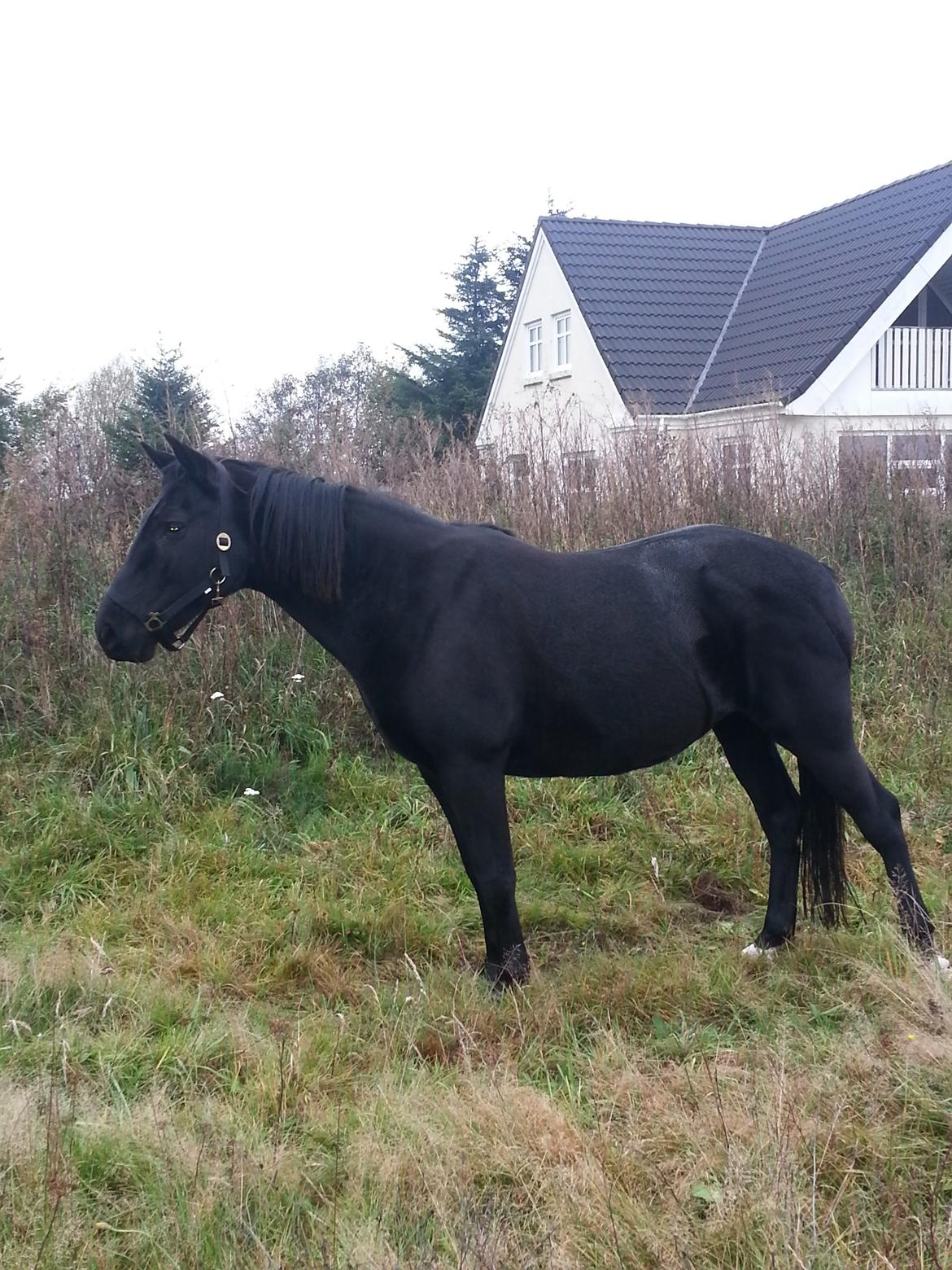 Anden særlig race Beauty billede 2