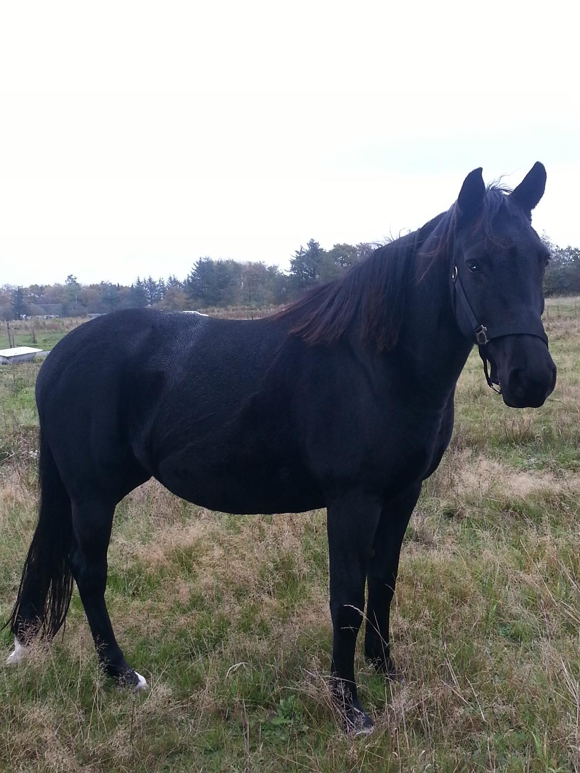 Anden særlig race Beauty billede 6