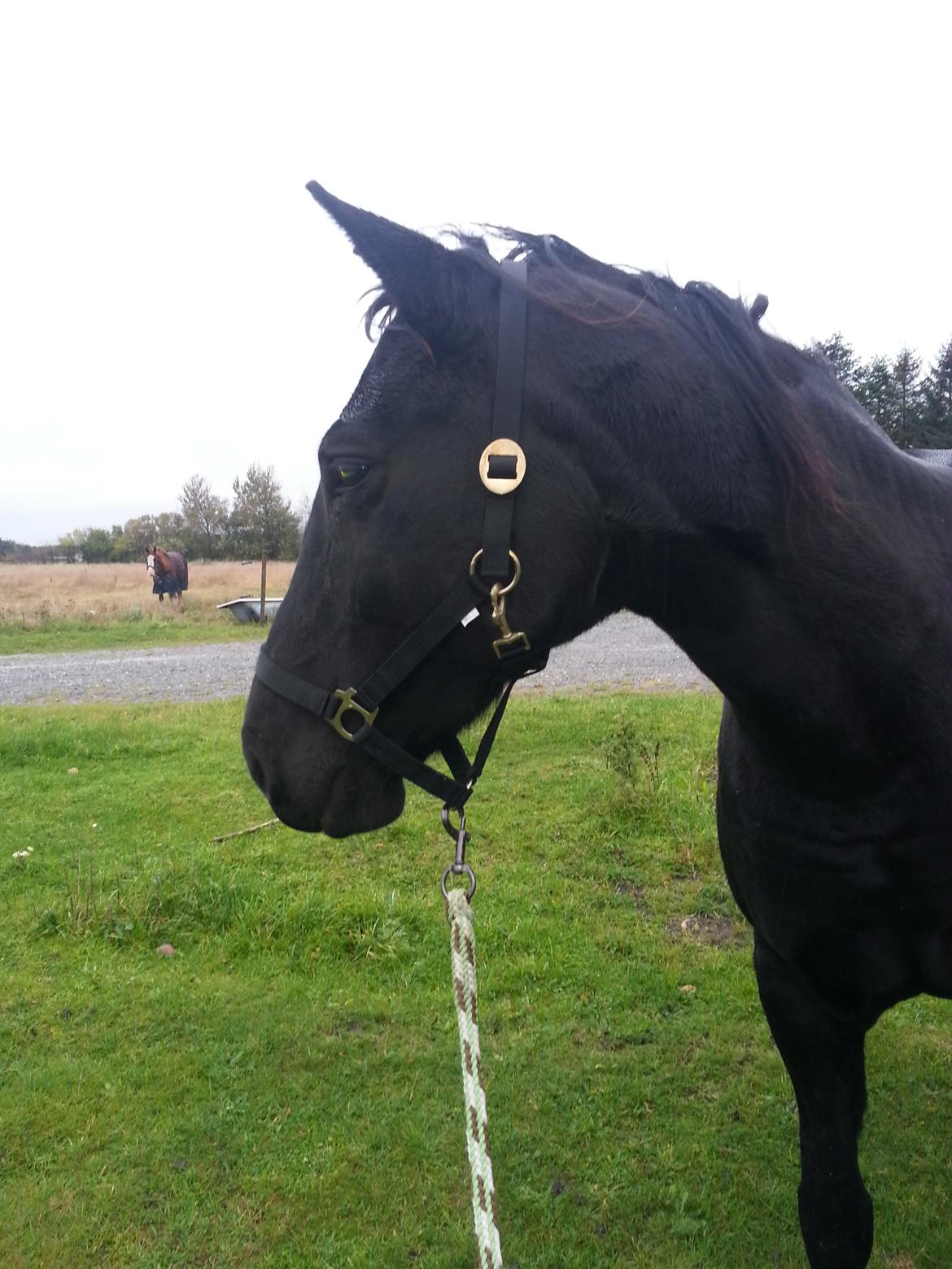 Anden særlig race Beauty billede 7