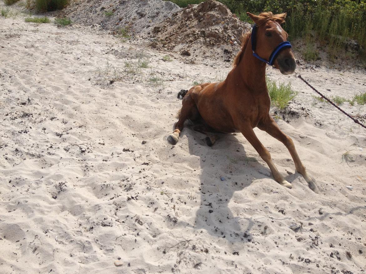 Anden særlig race LIMO - Strandtur med Sarah og Kasper ~ Sommeren 2014 ~ Taget af far billede 5