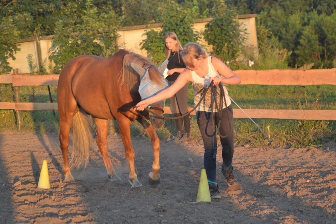 Anden særlig race LIMO - Agility konkurrence ~ Ridelejr ved Stald fjordlænder ~ Sommeren 2014 ~ Taget af Anne Mette billede 14