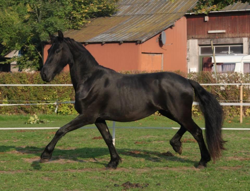 Frieser Jackie af Birkely - D. 3.10.2014 Fotograf: Krikken billede 14