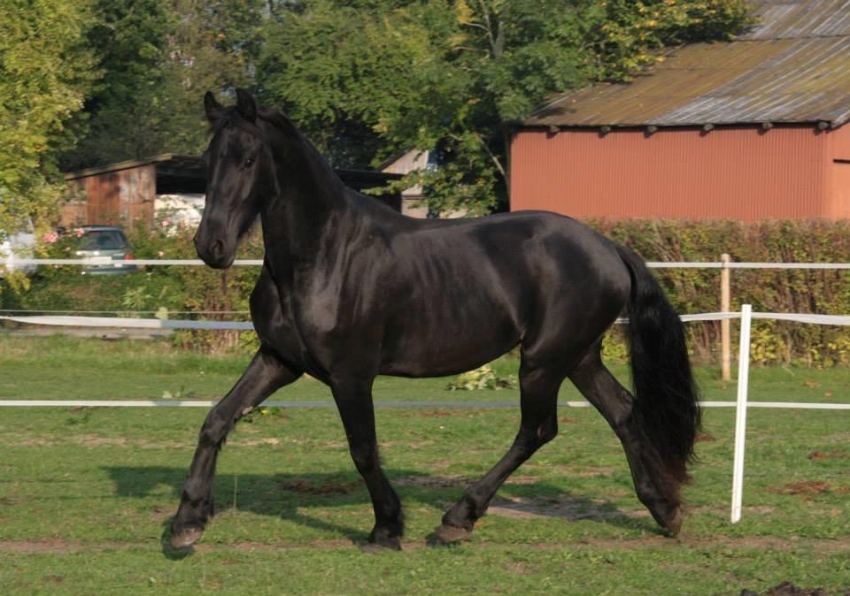 Frieser Jackie af Birkely - D. 3.10.2014 Fotograf: Krikken billede 2