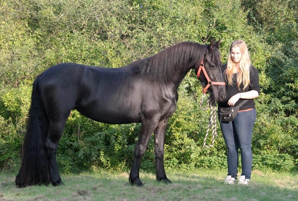 Frieser Jackie af Birkely - D. 3.10.2014 Fotograf: Krikken billede 20