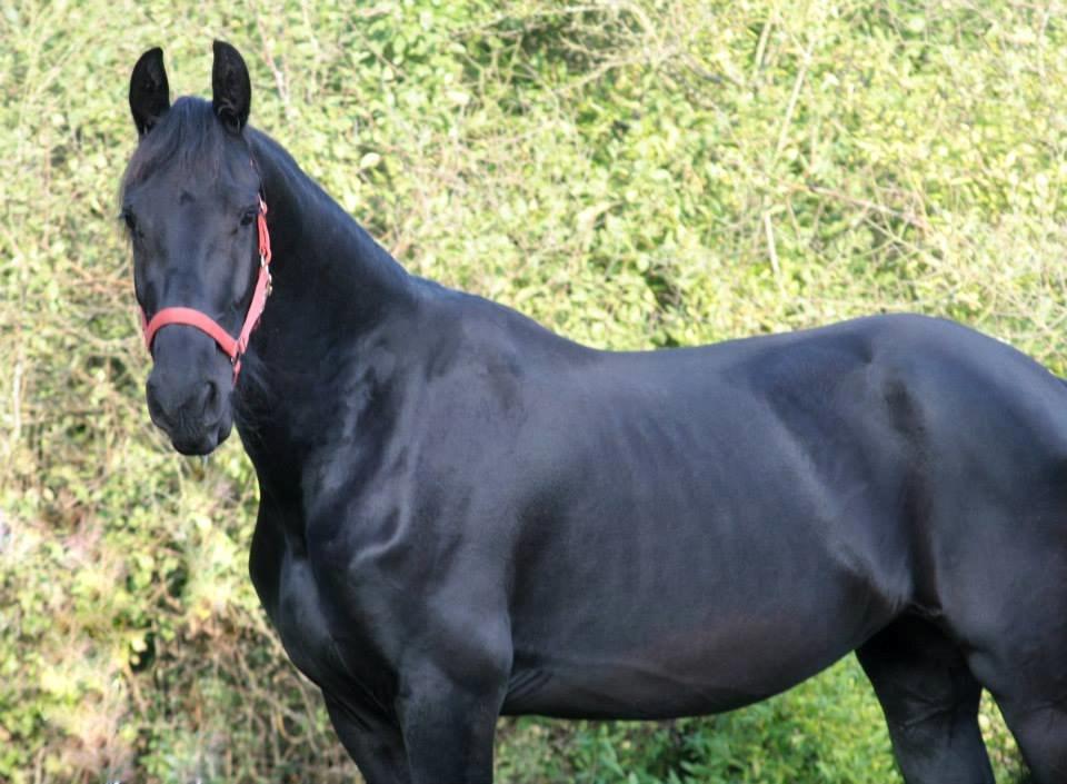 Frieser Jackie af Birkely - D. 3.10.2014 Fotograf: Krikken billede 18