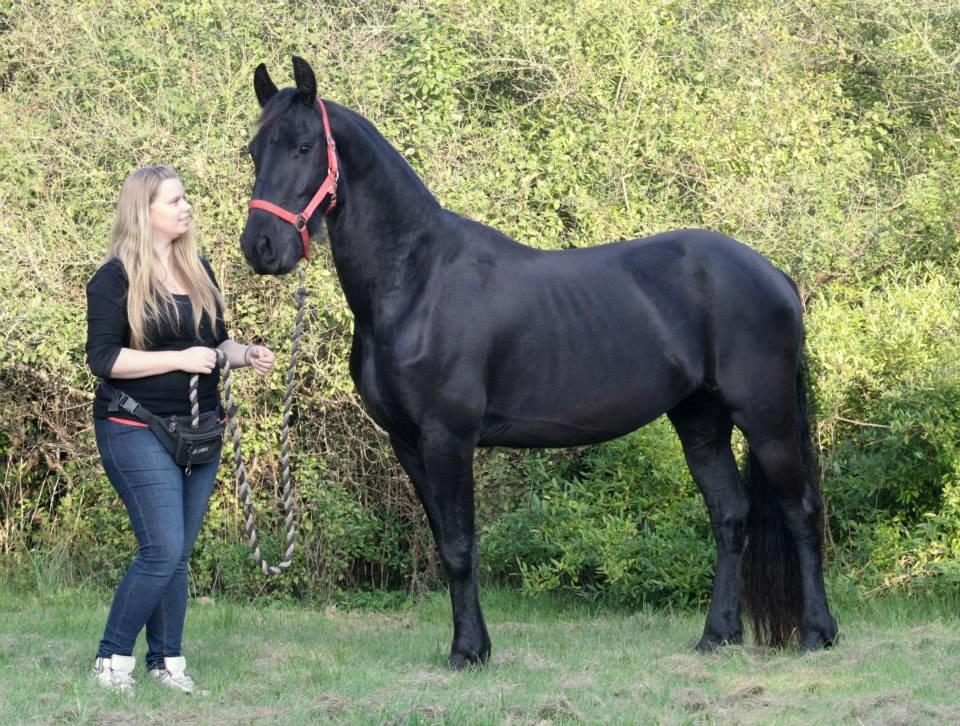 Frieser Jackie af Birkely - D. 3.10.2014 Fotograf: Krikken billede 10