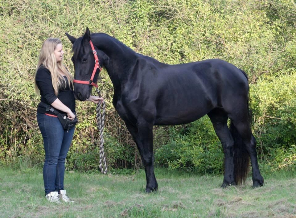 Frieser Jackie af Birkely - D. 3.10.2014 Fotograf: Krikken billede 24