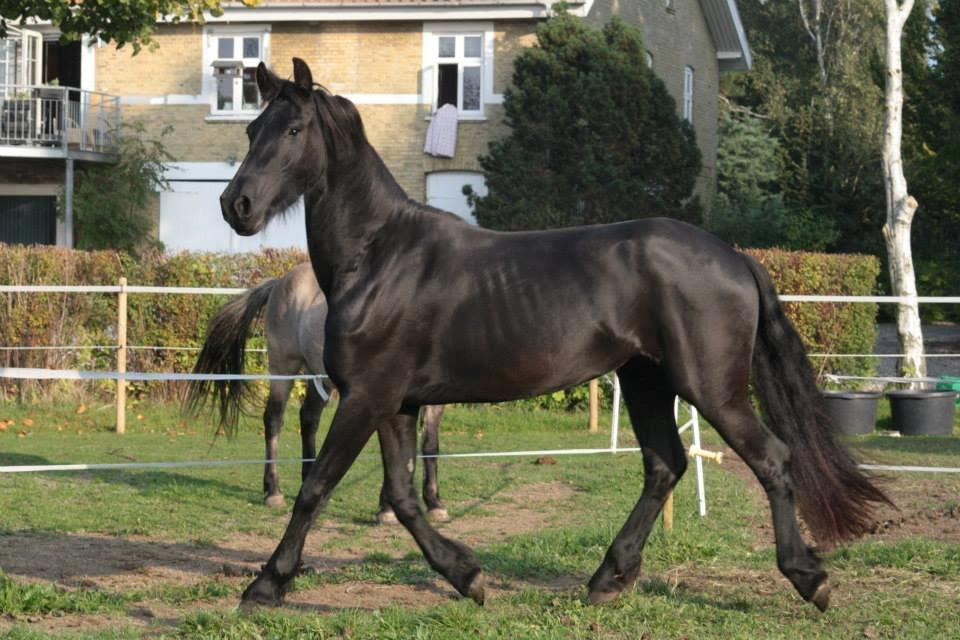 Frieser Jackie af Birkely - D. 3.10.2014 Fotograf: Krikken billede 11