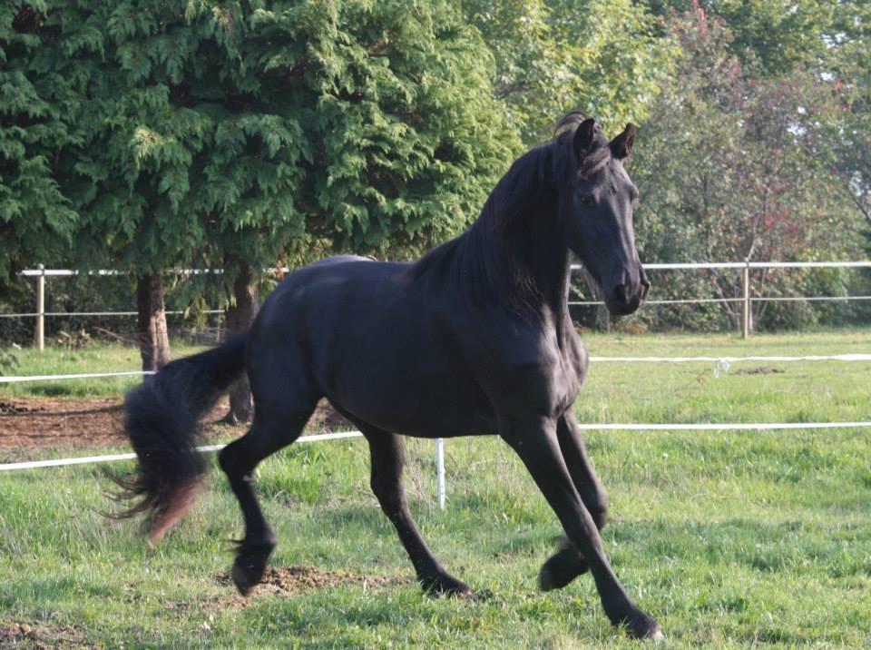 Frieser Jackie af Birkely - D. 3.10.2014 Fotograf: Krikken billede 12